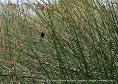 Chrysomus icterocephalus bogotensis