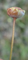 Cotula filifolia