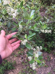 Ceanothus velutinus velutinus