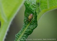 Alpaida variabilis