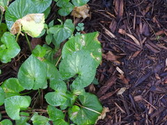 Viola sororia