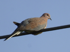 Streptopelia senegalensis