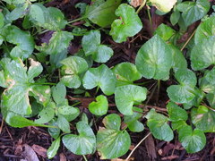 Viola sororia