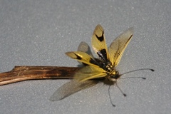 Libelloides longicornis