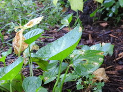 Viola sororia