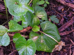 Viola sororia