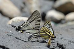 Graphium parus