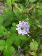 Geranium versicolor