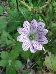 Geranium versicolor