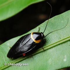 Hemithyrsocera palliata
