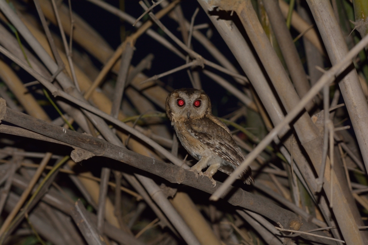 Indian Scops Owl