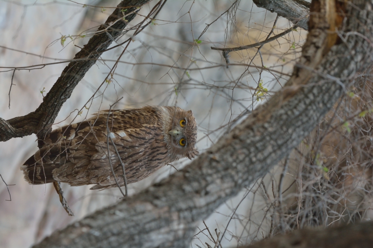Brown Fish Owl