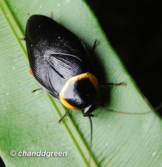 Hemithyrsocera palliata