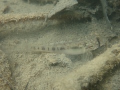 Sharptail Goby photo 5