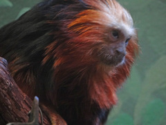 Leontopithecus chrysomelas