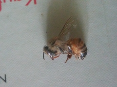 Apis mellifera