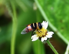 Phytomia argyrocephala