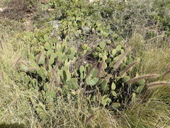 Opuntia microdasys