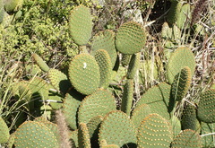 Opuntia microdasys