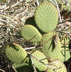 Opuntia microdasys