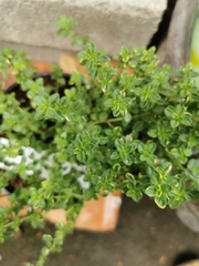 Thymus × citriodorus