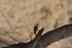 Leiopicus mahrattensis