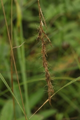 Trisetum sibiricum