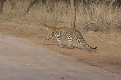 Panthera pardus fusca