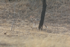 Vulpes vulpes pusilla