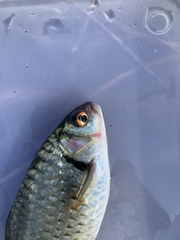Systomus orphoides