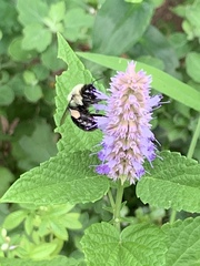 Bombus impatiens