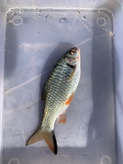 Systomus orphoides