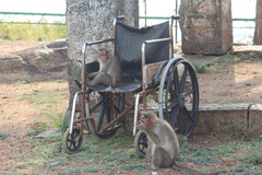 Macaca radiata