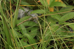 Carex appropinquata