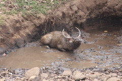 Rusa unicolor