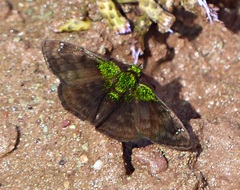 Gorgopas trochilus