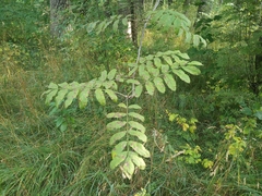 Sorbus aucuparia