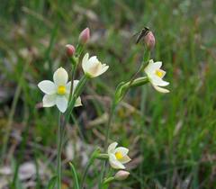 Thelymitra flexuosa