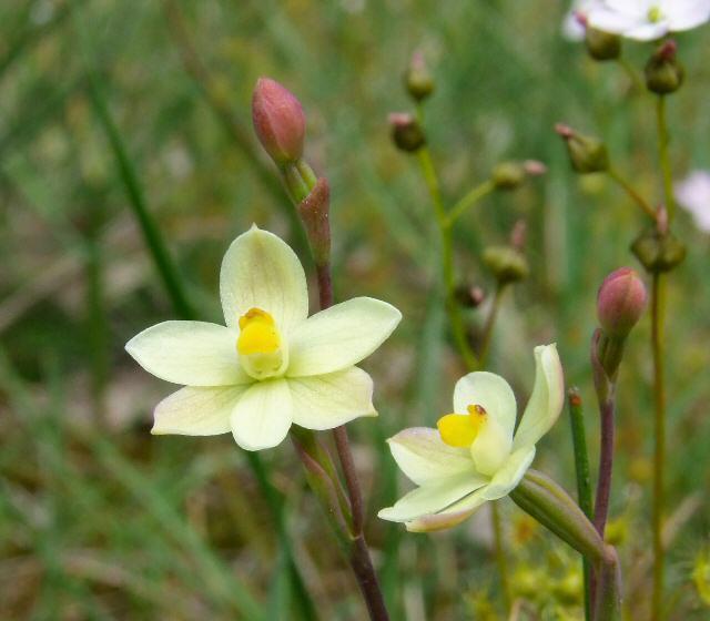 twisted sun-orchid
