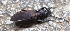 Carabus catenulatus