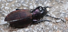 Carabus catenulatus