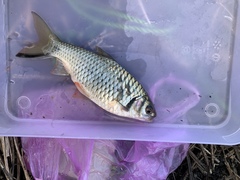 Systomus orphoides