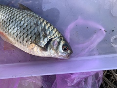 Systomus orphoides
