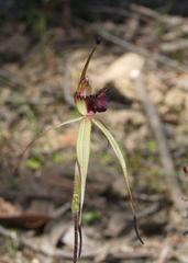 Caladenia australis