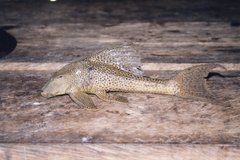 Hypostomus