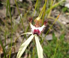 Caladenia tentaculata × venusta