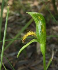 Pterostylis tasmanica