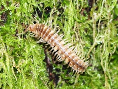 Polydesmus complanatus illyricus