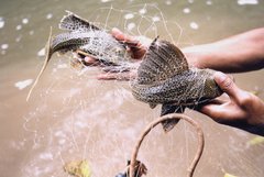 Hypostomus