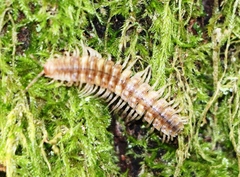 Polydesmus complanatus illyricus
